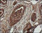 Mitogen-Activated Protein Kinase 8 antibody, 252187, Abbiotec, Immunohistochemistry paraffin image 
