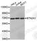 Butyrophilin Subfamily 2 Member A1 antibody, A3377, ABclonal Technology, Western Blot image 