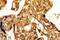 G Protein-Coupled Receptor 161 antibody, 13398-1-AP, Proteintech Group, Immunohistochemistry frozen image 