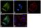 Inosine Monophosphate Dehydrogenase 2 antibody, PA5-27519, Invitrogen Antibodies, Immunofluorescence image 