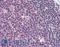MCL1 Apoptosis Regulator, BCL2 Family Member antibody, LS-B2561, Lifespan Biosciences, Immunohistochemistry frozen image 