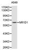 Nuclear receptor subfamily 1 group D member 1 antibody, LS-C331488, Lifespan Biosciences, Western Blot image 