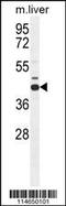 Adenosylhomocysteinase antibody, 55-701, ProSci, Western Blot image 