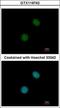 Ubiquitin Protein Ligase E3 Component N-Recognin 7 (Putative) antibody, GTX119742, GeneTex, Immunocytochemistry image 