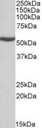 NIMA Related Kinase 7 antibody, 42-700, ProSci, Western Blot image 