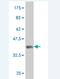 Protocadherin Beta 15 antibody, H00056121-M02, Novus Biologicals, Western Blot image 