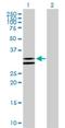 Nudix Hydrolase 6 antibody, H00011162-B01P, Novus Biologicals, Western Blot image 