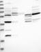 Potassium channel subfamily K member 10 antibody, NBP1-81571, Novus Biologicals, Western Blot image 
