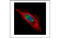 DEAD-Box Helicase 56 antibody, MBS837302, MyBioSource, Immunofluorescence image 
