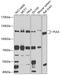 Polo Like Kinase 4 antibody, 23-947, ProSci, Western Blot image 