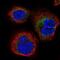 Stress Associated Endoplasmic Reticulum Protein 1 antibody, NBP2-54686, Novus Biologicals, Immunofluorescence image 