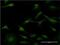 Purine Rich Element Binding Protein A antibody, H00005813-M01, Novus Biologicals, Immunocytochemistry image 