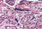ADCYAP Receptor Type I antibody, MBS247930, MyBioSource, Immunohistochemistry frozen image 