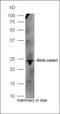 Glutamate Ionotropic Receptor NMDA Type Subunit 2A antibody, orb2000, Biorbyt, Western Blot image 