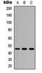 PHD finger-like domain-containing protein 5A antibody, orb251645, Biorbyt, Western Blot image 