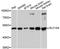 Solute Carrier Family 1 Member 4 antibody, A12507, ABclonal Technology, Western Blot image 