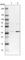 RFNG O-Fucosylpeptide 3-Beta-N-Acetylglucosaminyltransferase antibody, HPA011564, Atlas Antibodies, Western Blot image 