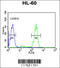 Heat Shock Protein 90 Alpha Family Class B Member 1 antibody, 63-252, ProSci, Immunofluorescence image 