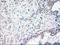 POU Class 5 Homeobox 1 antibody, NBP1-47923, Novus Biologicals, Immunohistochemistry frozen image 