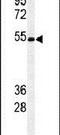 Protein O-glucosyltransferase 1 antibody, PA5-26681, Invitrogen Antibodies, Western Blot image 