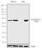 Activating Transcription Factor 2 antibody, 711221, Invitrogen Antibodies, Western Blot image 