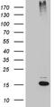 Small Ubiquitin Like Modifier 1 antibody, LS-C795745, Lifespan Biosciences, Western Blot image 