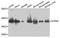 Serine/Threonine Kinase Receptor Associated Protein antibody, orb373322, Biorbyt, Western Blot image 