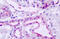 G Protein-Coupled Receptor 137B antibody, MBS244195, MyBioSource, Immunohistochemistry frozen image 