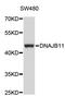 DnaJ Heat Shock Protein Family (Hsp40) Member B11 antibody, STJ23397, St John