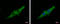 Prohibitin antibody, GTX113243, GeneTex, Immunofluorescence image 