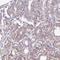 IgA Inducing Protein antibody, HPA048615, Atlas Antibodies, Immunohistochemistry paraffin image 