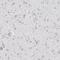 Galectin 3 antibody, HPA003162, Atlas Antibodies, Immunohistochemistry paraffin image 