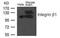 Integrin Subunit Beta 1 antibody, MBS835051, MyBioSource, Western Blot image 
