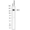 GLI Family Zinc Finger 1 antibody, AF3455, R&D Systems, Western Blot image 