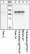 Cadherin 5 antibody, 44-1144G, Invitrogen Antibodies, Western Blot image 