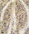 Adenosine Kinase antibody, 62-654, ProSci, Immunohistochemistry paraffin image 