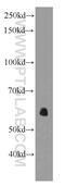 AE Binding Protein 2 antibody, 66141-1-Ig, Proteintech Group, Western Blot image 