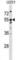 Keratin 86 antibody, abx031387, Abbexa, Western Blot image 
