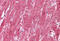 Mlp antibody, MBS244637, MyBioSource, Immunohistochemistry frozen image 
