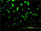 Transcription Factor 4 antibody, LS-C198312, Lifespan Biosciences, Immunofluorescence image 