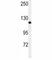 NEDD4 E3 Ubiquitin Protein Ligase antibody, F52006-0.4ML, NSJ Bioreagents, Western Blot image 