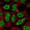 SKI Proto-Oncogene antibody, NBP2-56661, Novus Biologicals, Immunofluorescence image 