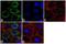 WNK1 antibody, 711356, Invitrogen Antibodies, Immunofluorescence image 