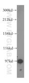 GRIP1 Associated Protein 1 antibody, 15806-1-AP, Proteintech Group, Western Blot image 