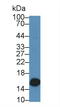 Galectin 2 antibody, LS-C293998, Lifespan Biosciences, Western Blot image 