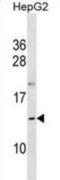 Oocyte-secreted protein 1 homolog antibody, abx030720, Abbexa, Western Blot image 