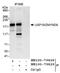 Ubiquitin Specific Peptidase 19 antibody, NB100-79828, Novus Biologicals, Western Blot image 