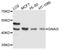 G Protein Subunit Alpha I3 antibody, LS-C748364, Lifespan Biosciences, Western Blot image 
