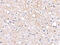 Plexin Domain Containing 2 antibody, 4417, ProSci, Immunohistochemistry paraffin image 