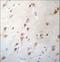 Forkhead Box J3 antibody, LS-C159674, Lifespan Biosciences, Immunohistochemistry paraffin image 
